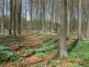 kmwandelingvijverstervuren05_small.jpg