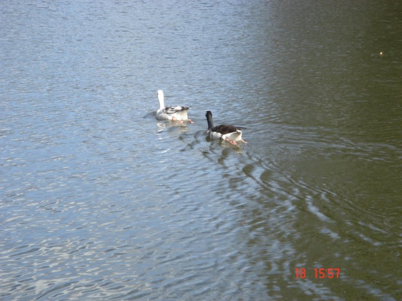 kmwandelingvijverstervuren11.jpg