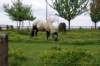 lubbeek26_small.jpg