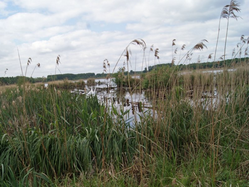 zoutleeuw08.jpg