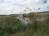 zoutleeuw08_small.jpg