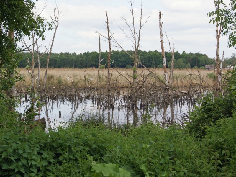 zoutleeuw12.jpg