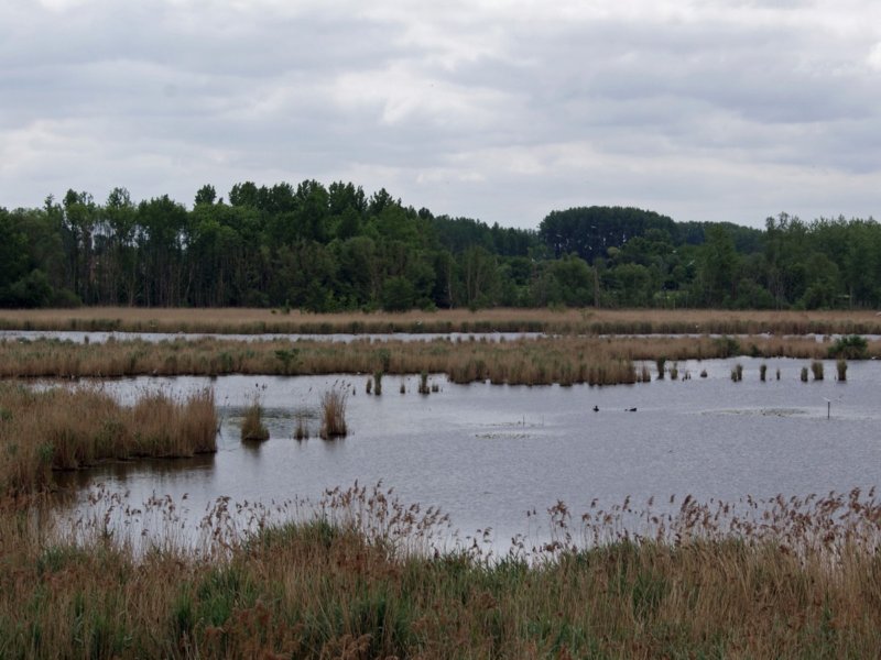 zoutleeuw15.jpg