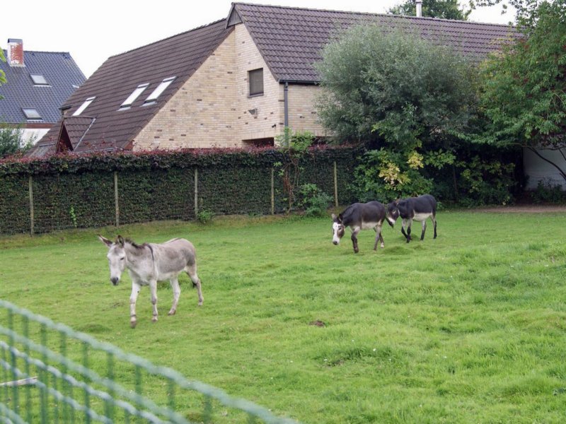 korbeeklo19.jpg