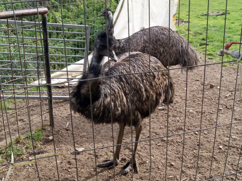 nederokkerzeel13.jpg