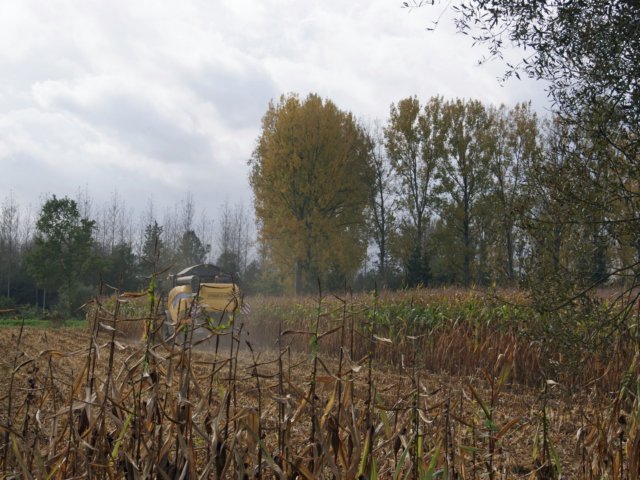 rotselaar15.jpg