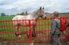 lubbeek14_small.jpg