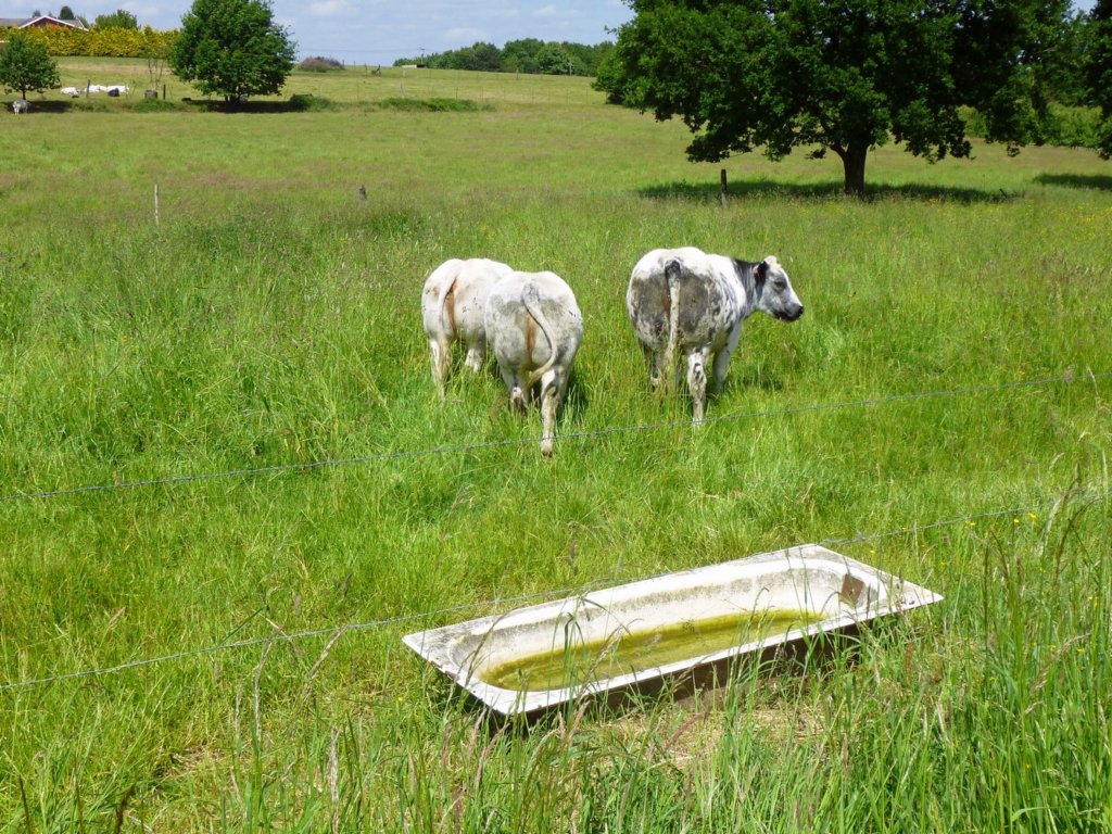 gelrode18.jpg