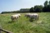 boortmeerbeek14_small.jpg