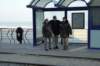 oostende49_small.jpg