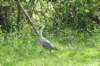 hever14_small.jpg
