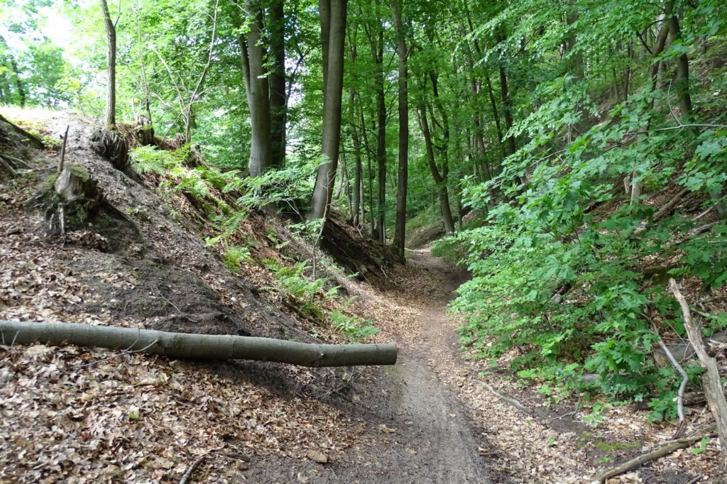 ottenburg19.jpg