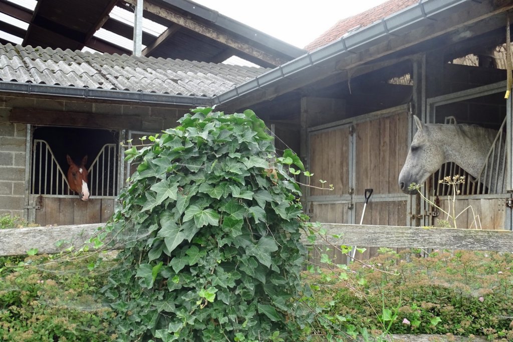 bierbeek24.jpg