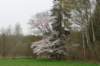 oudheverlee21_small.jpg